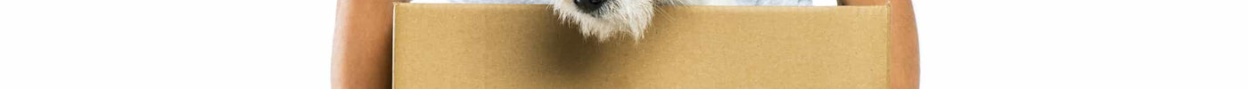 Essential Tips for Moving House with a Dog