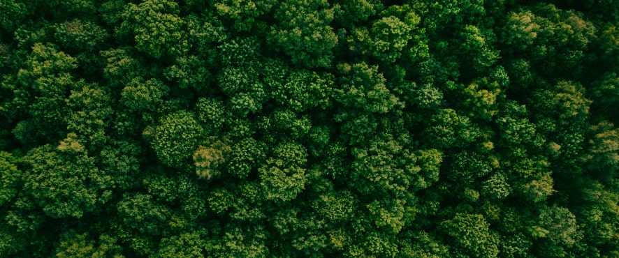 closeup image of a green forest seen from above