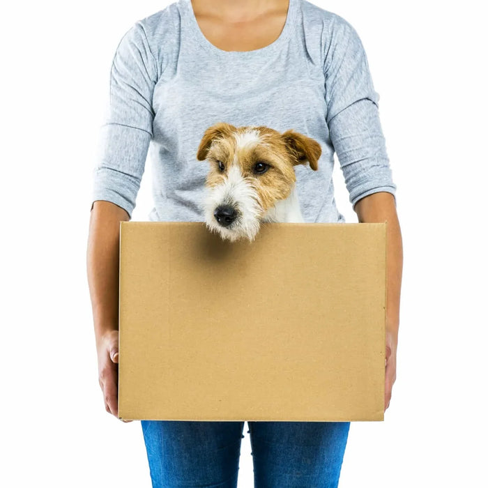 Essential Tips for Moving House with a Dog