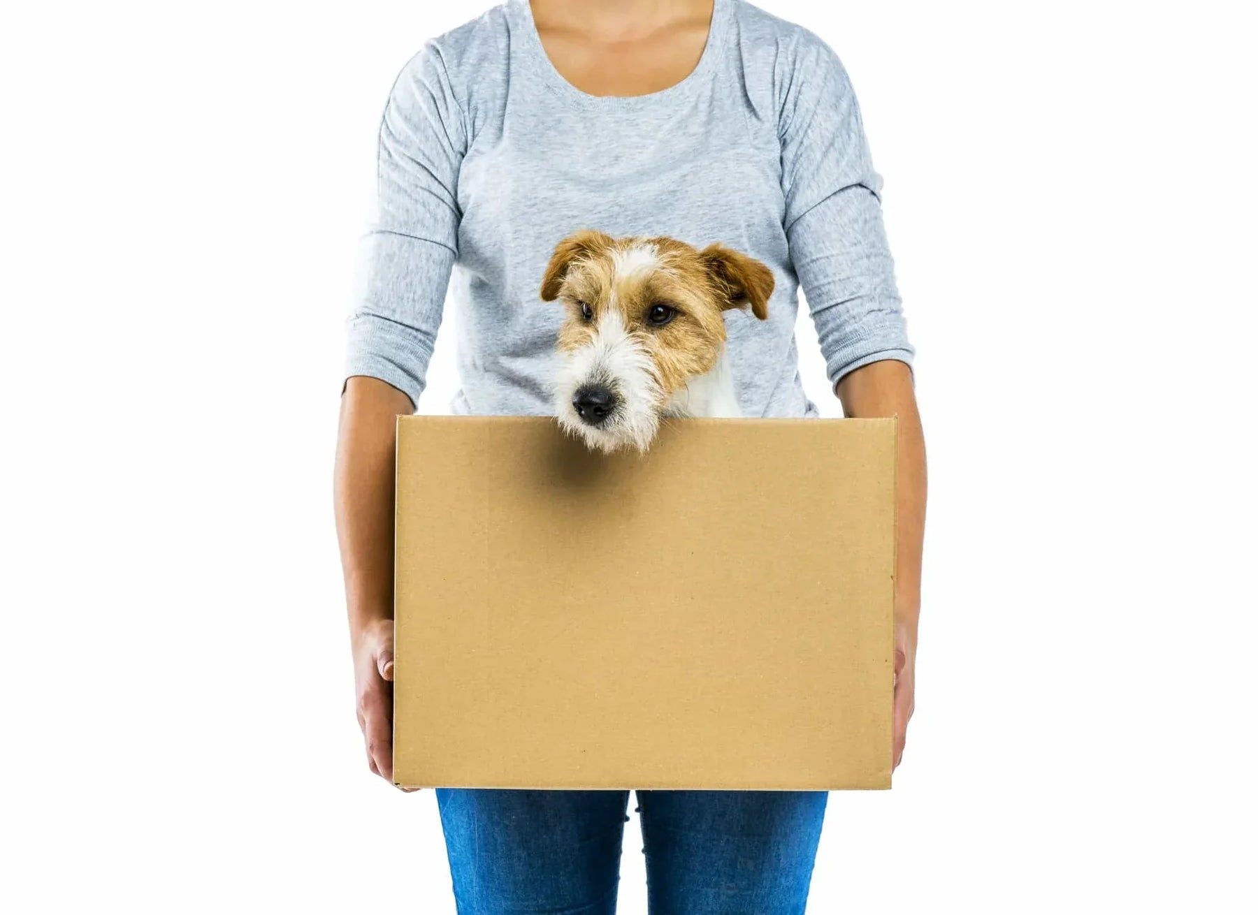 Essential Tips for Moving House with a Dog
