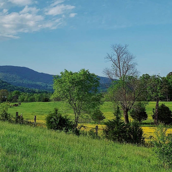 What does "Sustainability" mean?