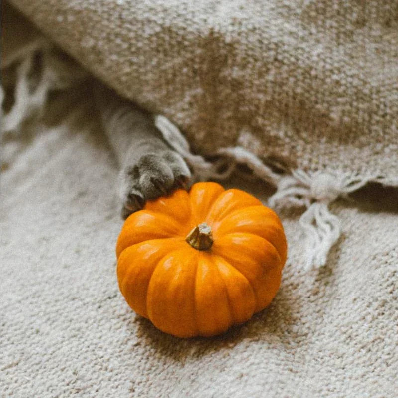 Keeping Your Pets Safe at Halloween