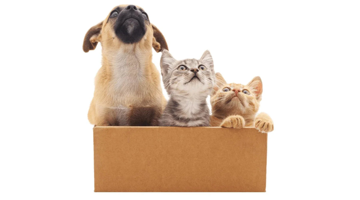 Moving House with Your Pet — Box Depot