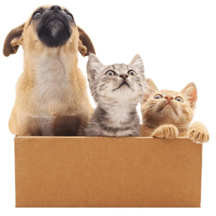Moving House with Your Pet