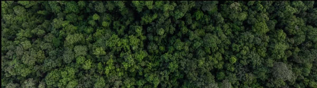 aerial view of a dense green forest of trees.