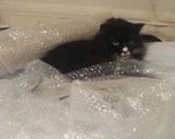 Black cat sitting on  a bubble wrapped package